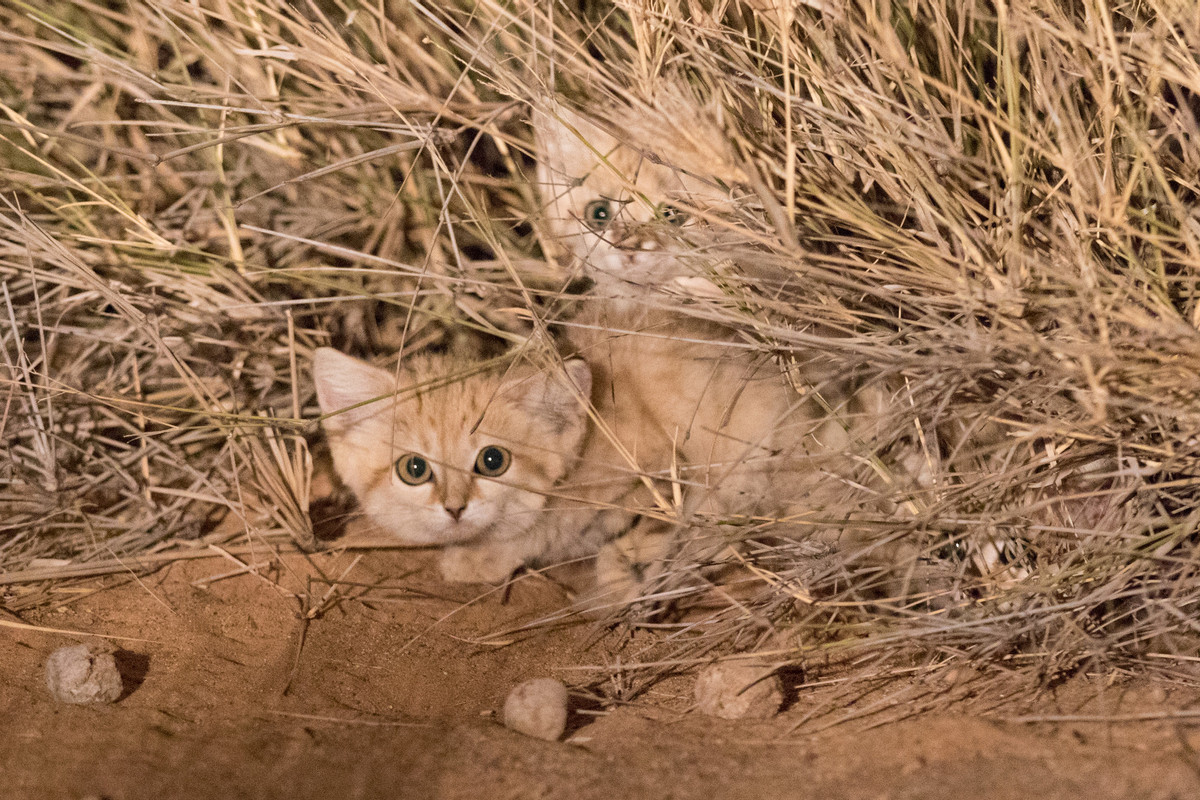 Sand cats staring.