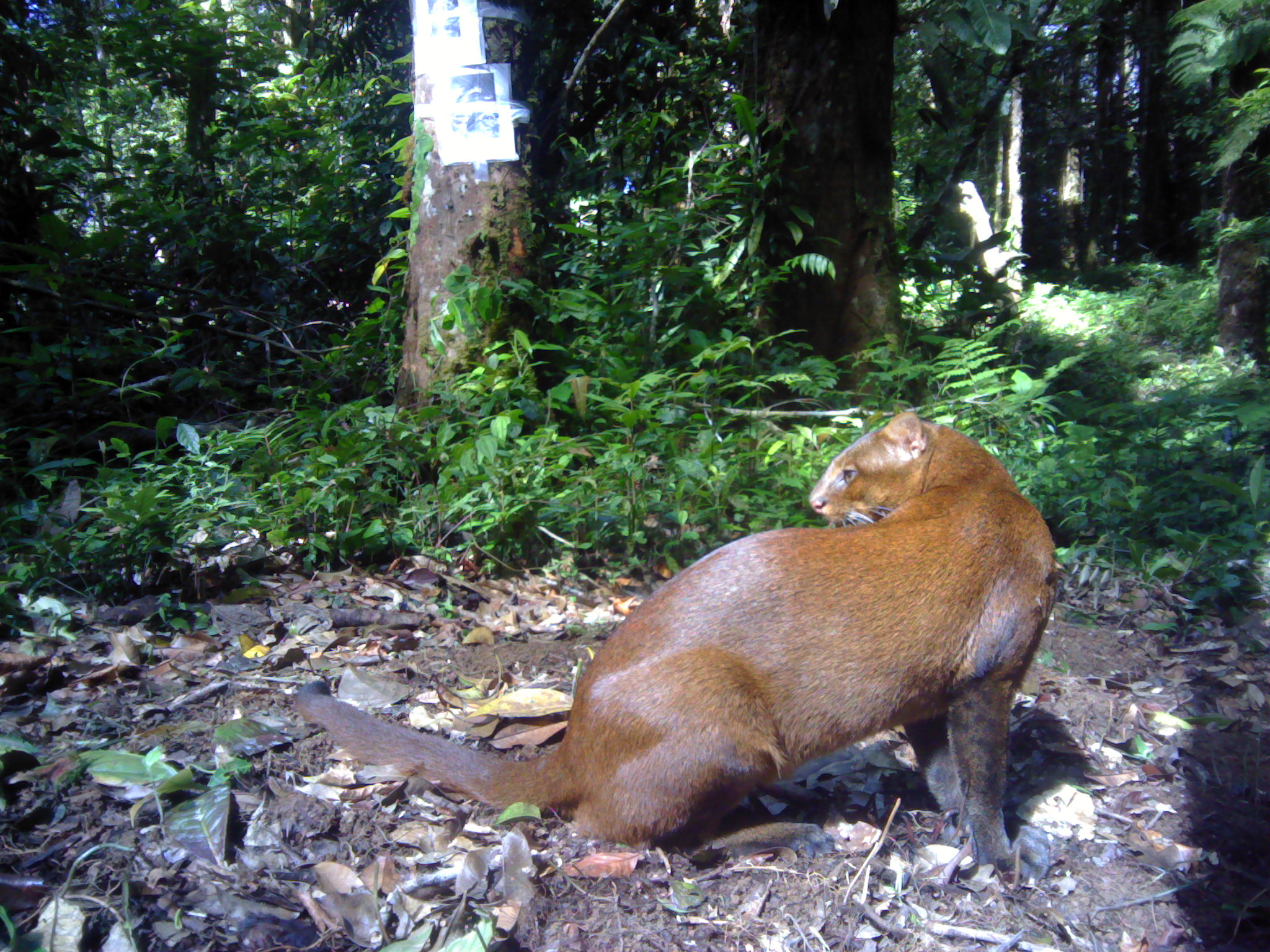 Jaguarundi 2