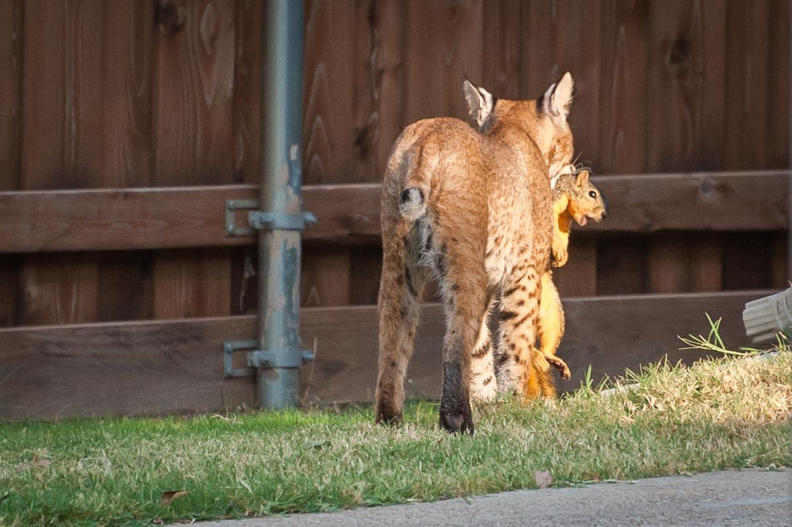 Bobcat with squirrel