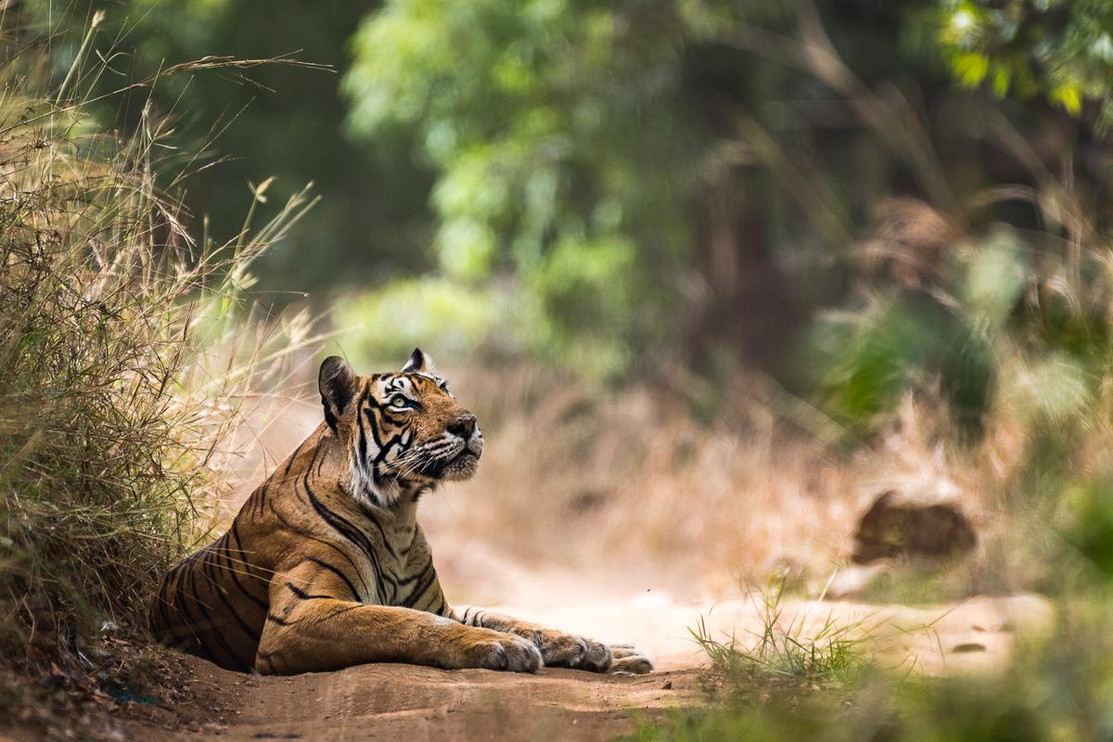 Tiger sitting down