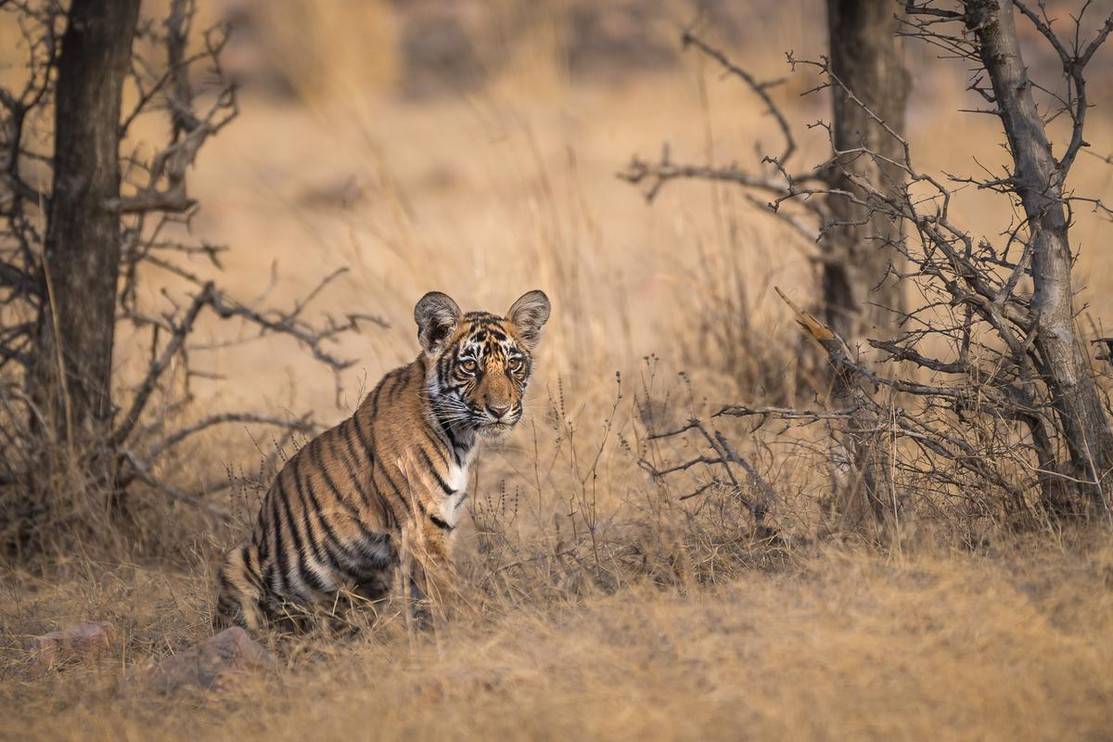 Tiger staring