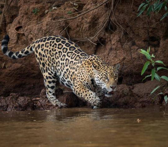 Jaguar in the Pantanal