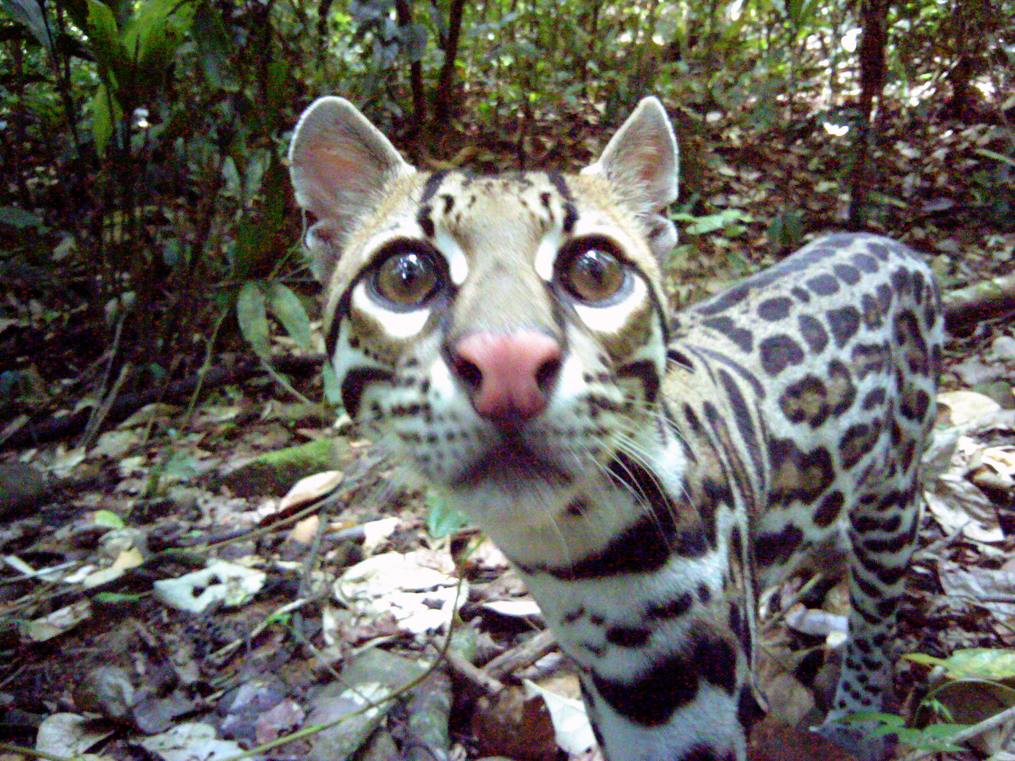 Ocelot 2