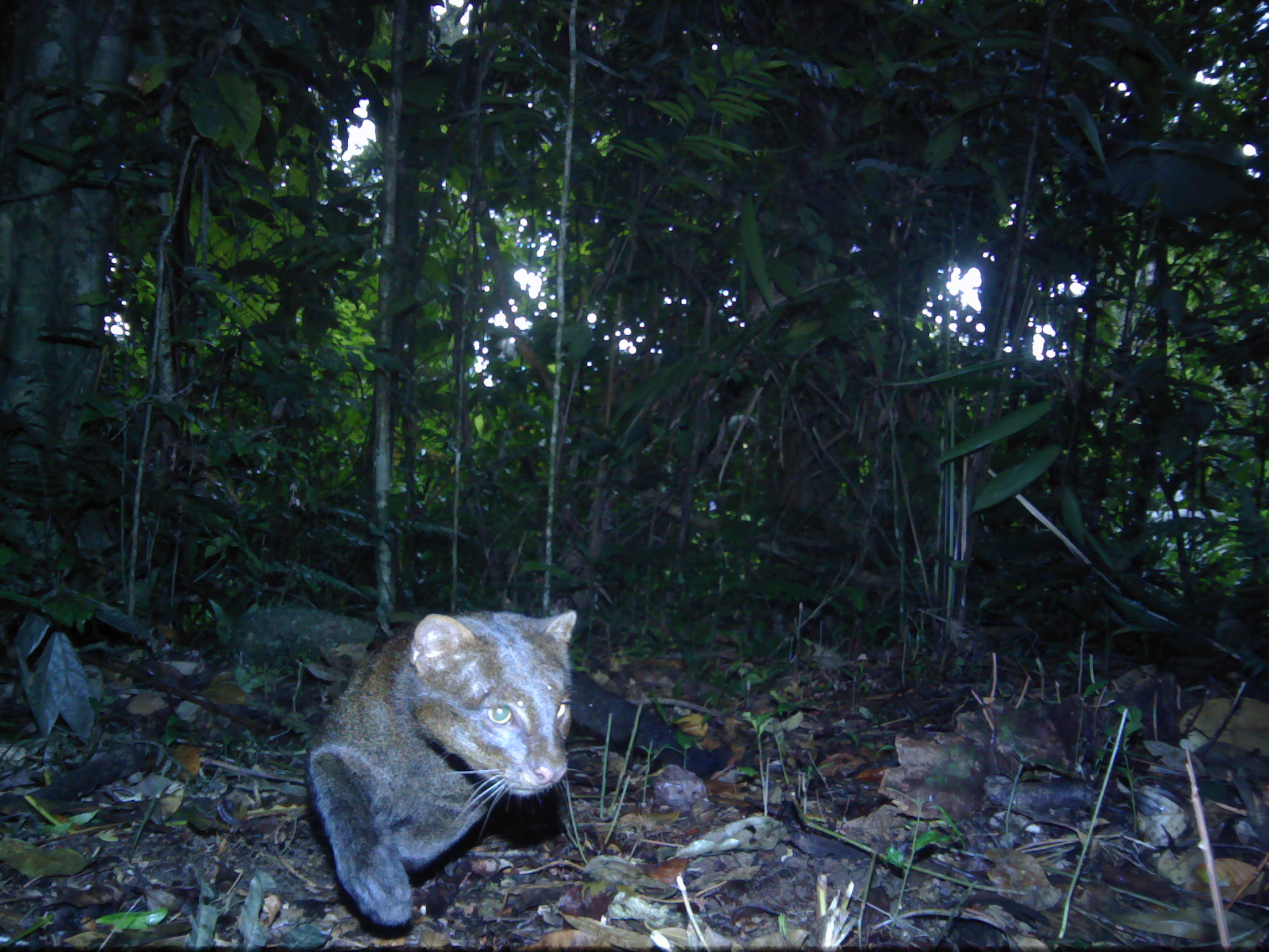 Jaguarundi 3