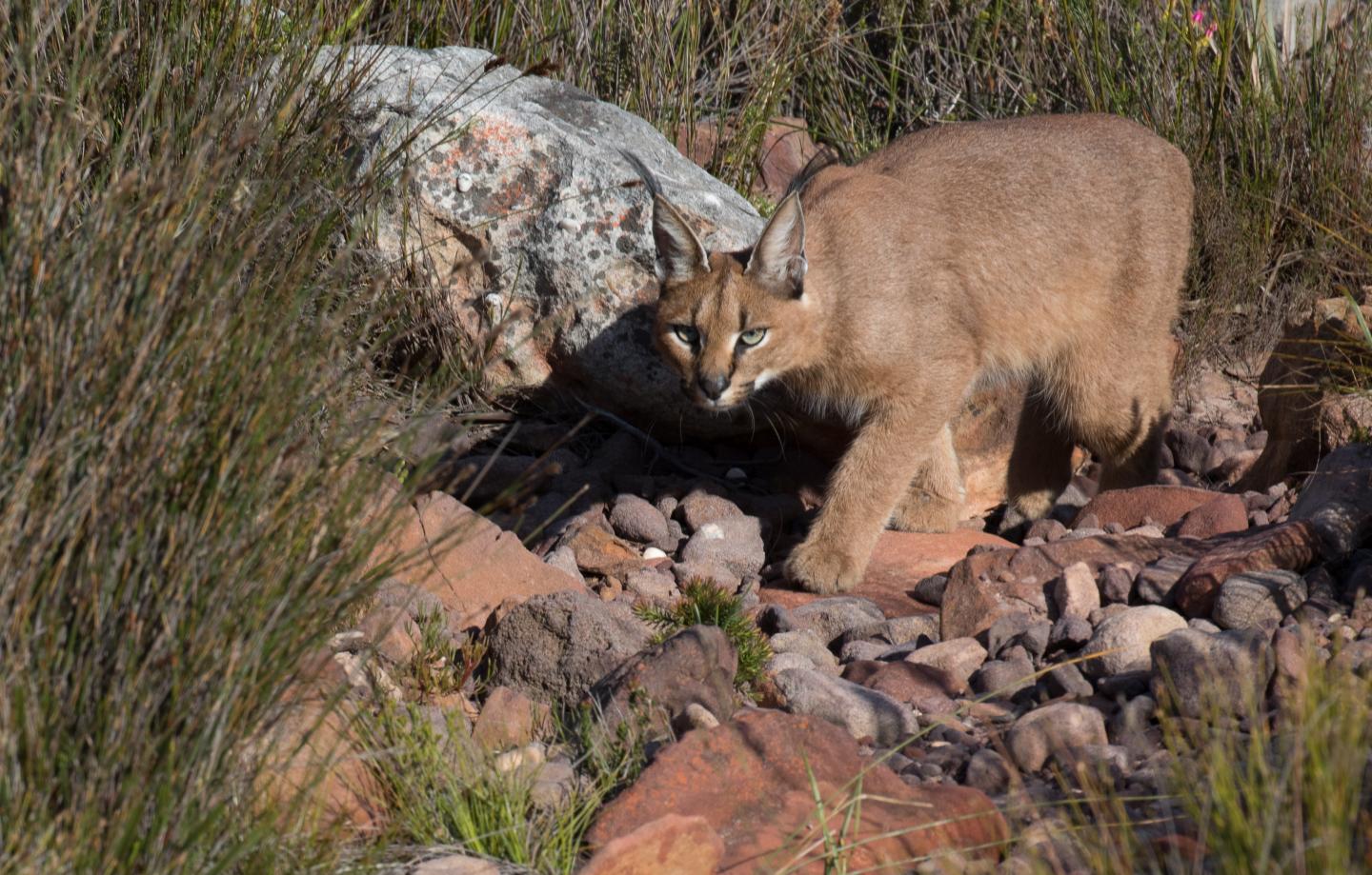 Caracal amongst the rocks