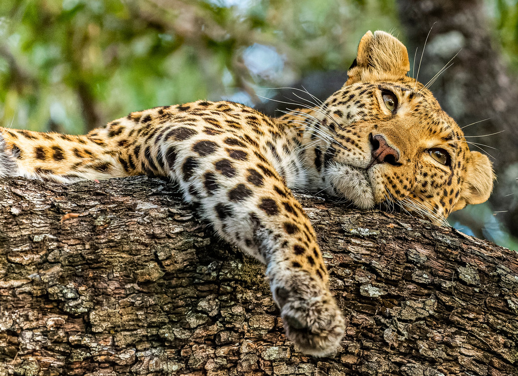 "Okavango Delta Female leopard resting after losing 2 cubs to lion attack hours earlier."