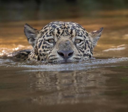 Jaguar in the Pantanal