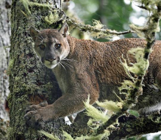 Puma in Washington