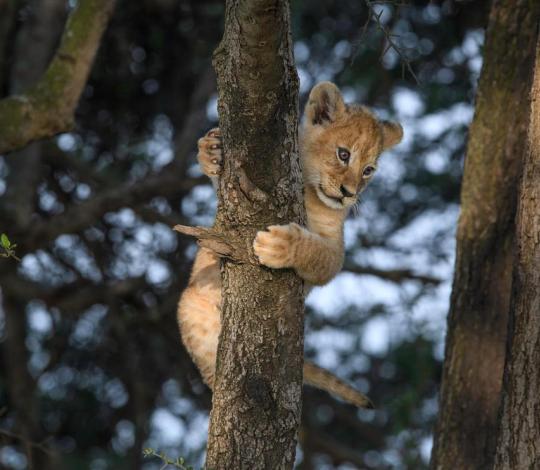 Lion cub tree