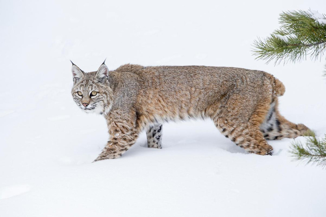 Bobcat