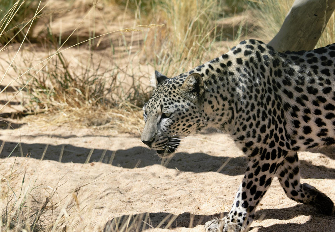 Arabian leopard