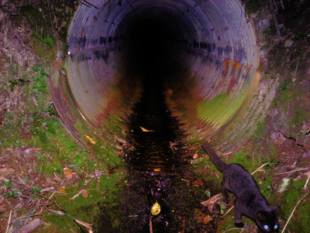 Oncilla uses a culvert