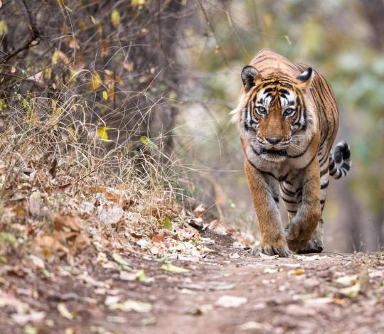 Bengal tiger approaches