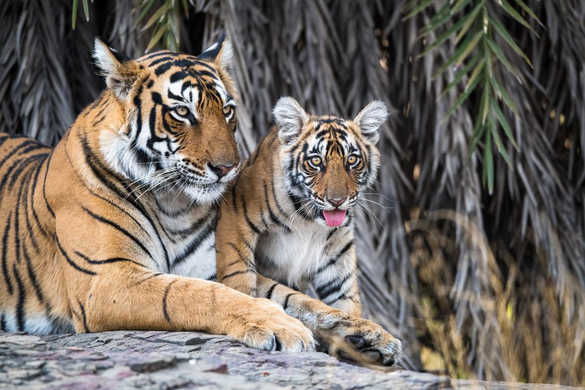 James Warwick BENGAL TIGER