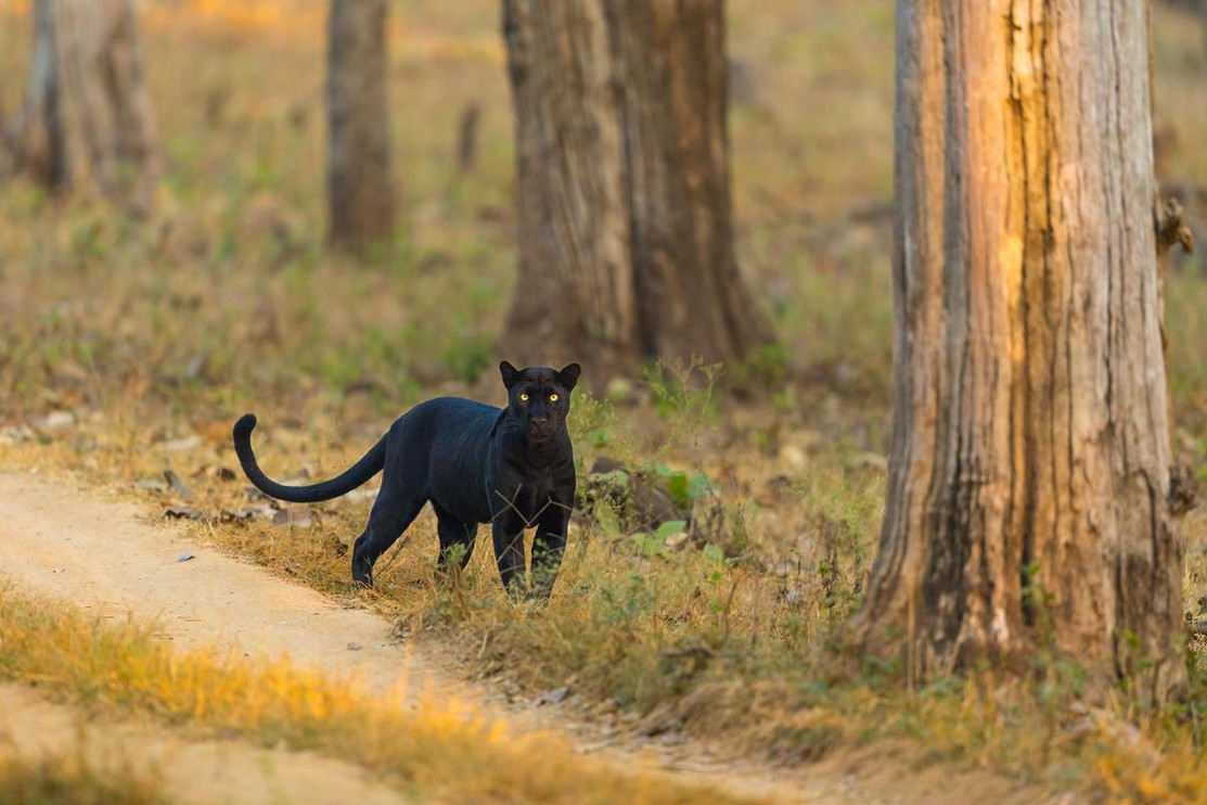 "Melanistic leopard looking at camera"