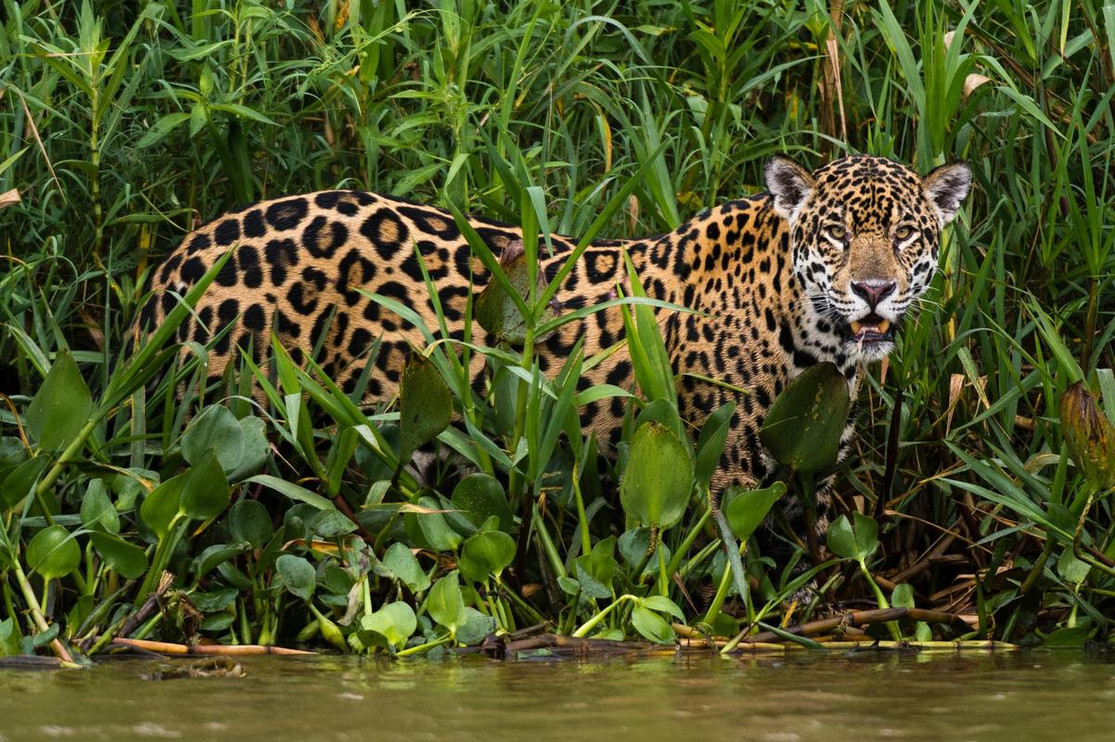 Pantanal jaguar