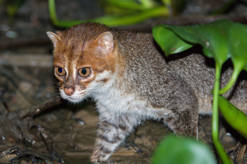 Flat-headed cat Borneo.