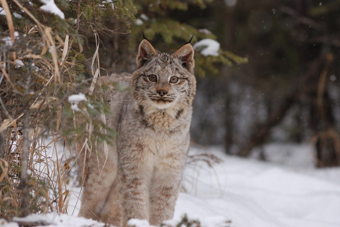 Canada Lynx