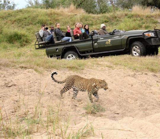 Leopard viewing in Sabi Sands