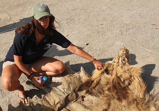 "Scientist with lion skin"