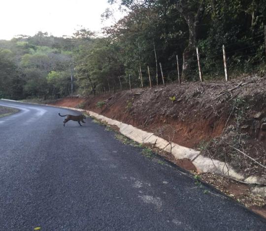 Jaguar crosses the road