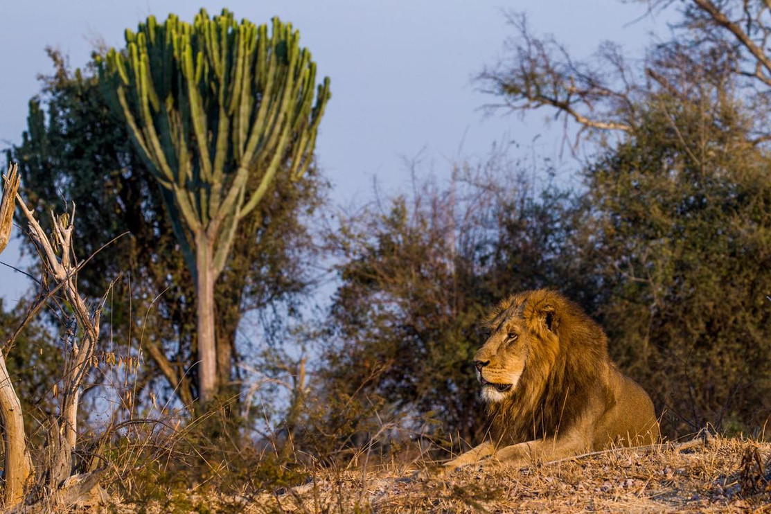 Male lion staring