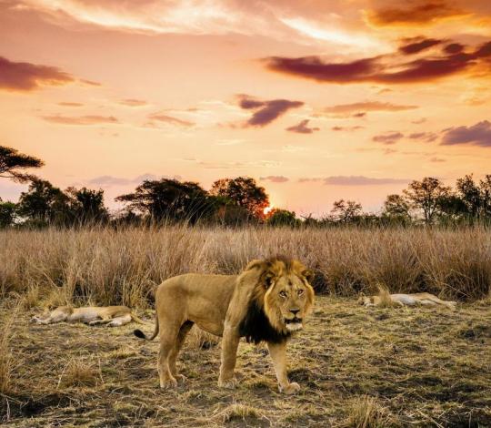 Lion in Zambia