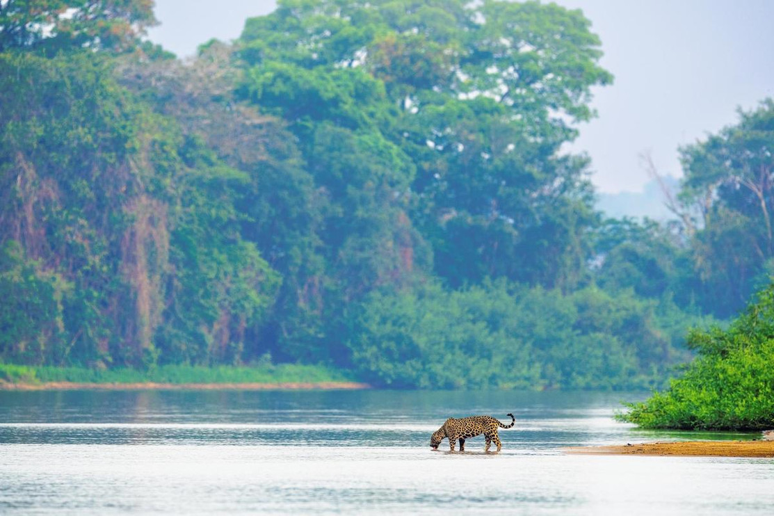 Jaguar in the Pantanal