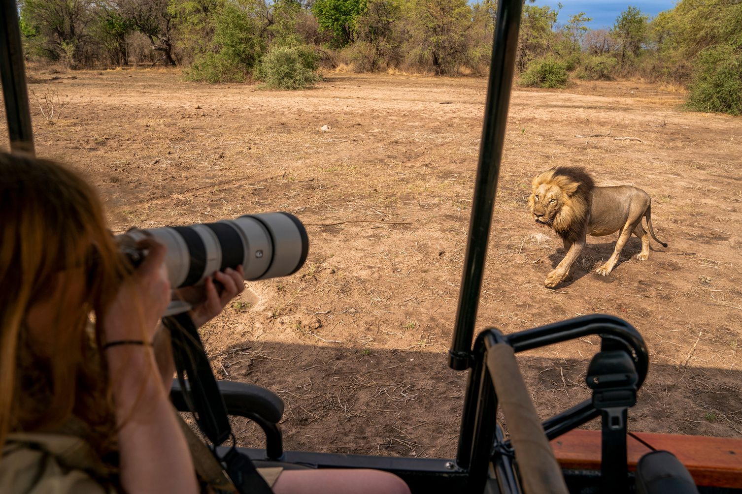 Male lion, South Luangwa National Park, Zambia