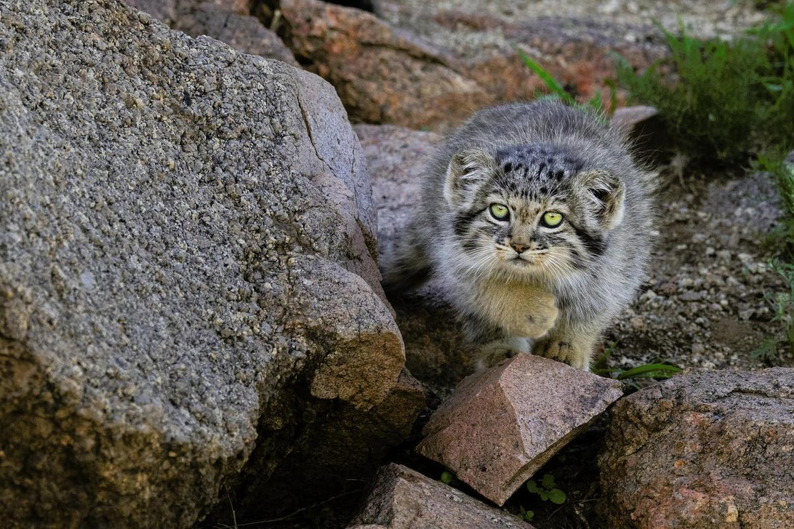 Pallas' cat crouching