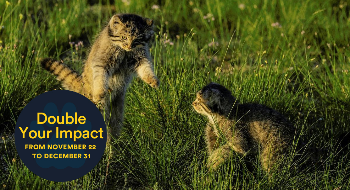 Pallas cat kittens, Double Your Impact