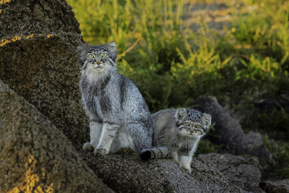 Two Pallas' cats