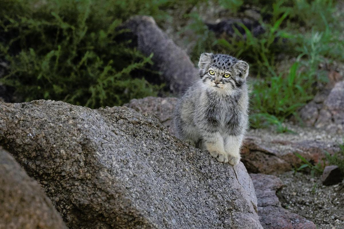 Pallas' cat on rock staring