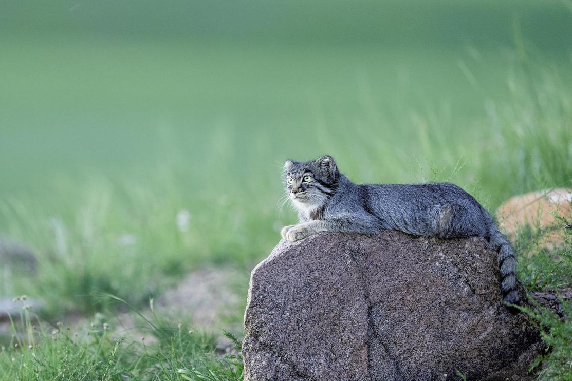 Pallas' cat on rock