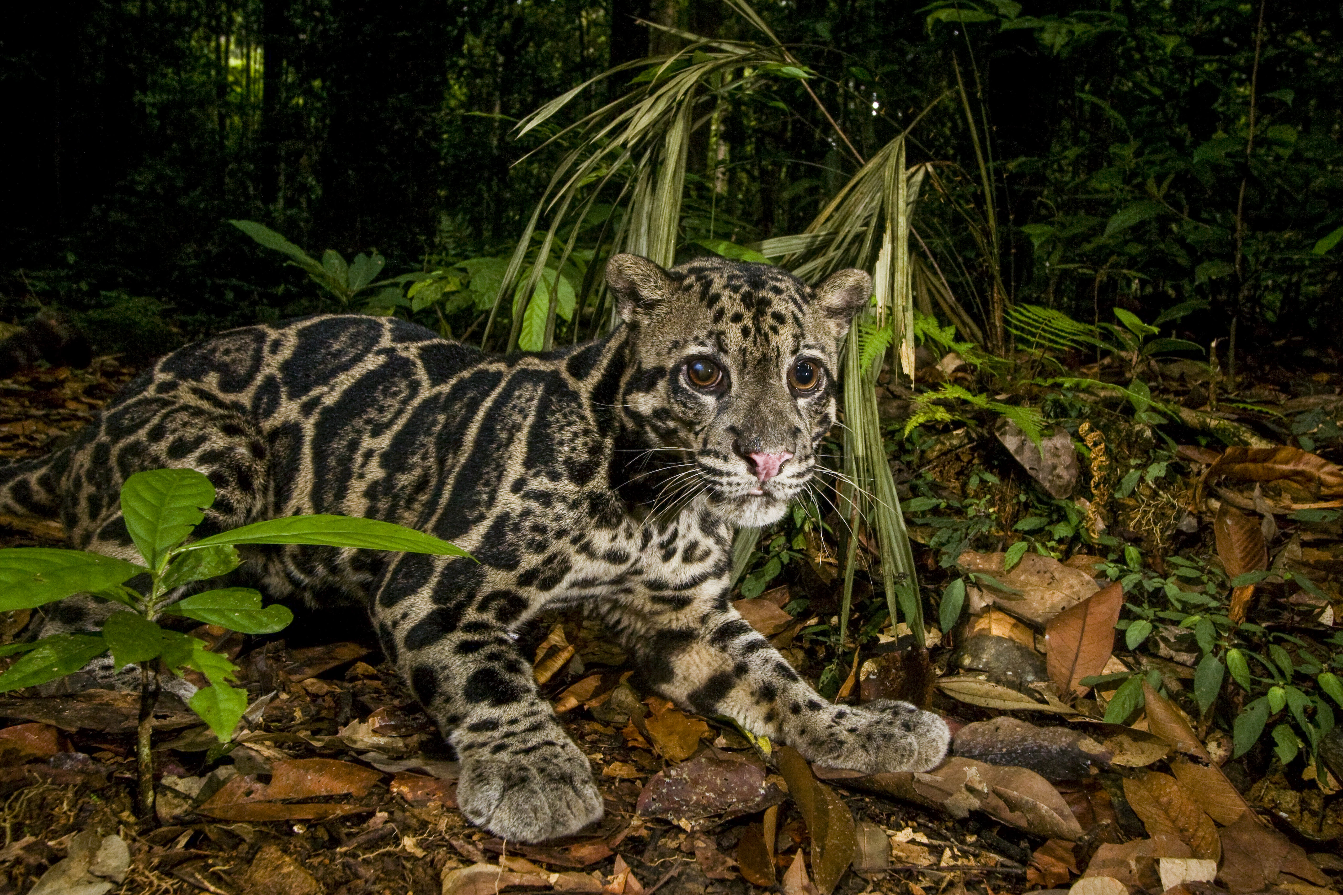 "Bornean Clouded Leopard male in lowland rainforest at night, Tawau Hills Park, Sabah, Borneo, Malaysia Bornean Clouded Leopard male with corneal ulcer in his right eye in lowland rainforest, Tawau Hills Park, Sabah, Borneo, Malaysia"