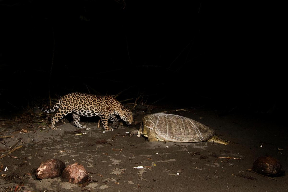 Jaguar with sea turtle