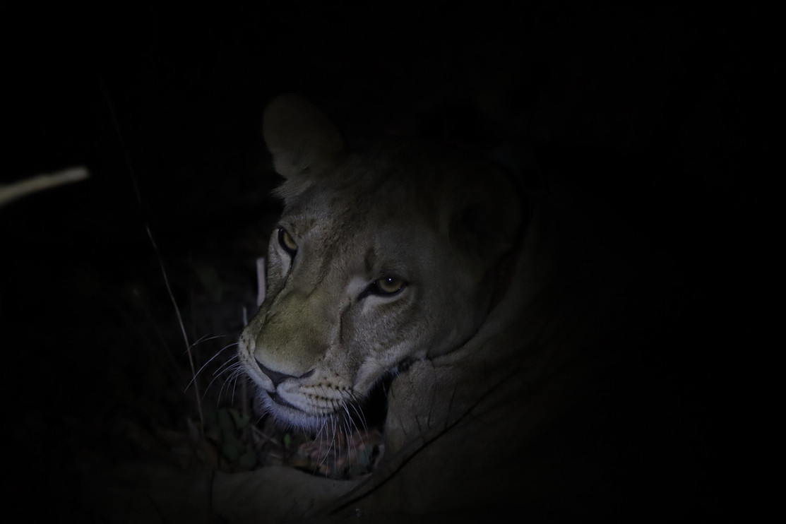 Lion in Niokolo-Koba