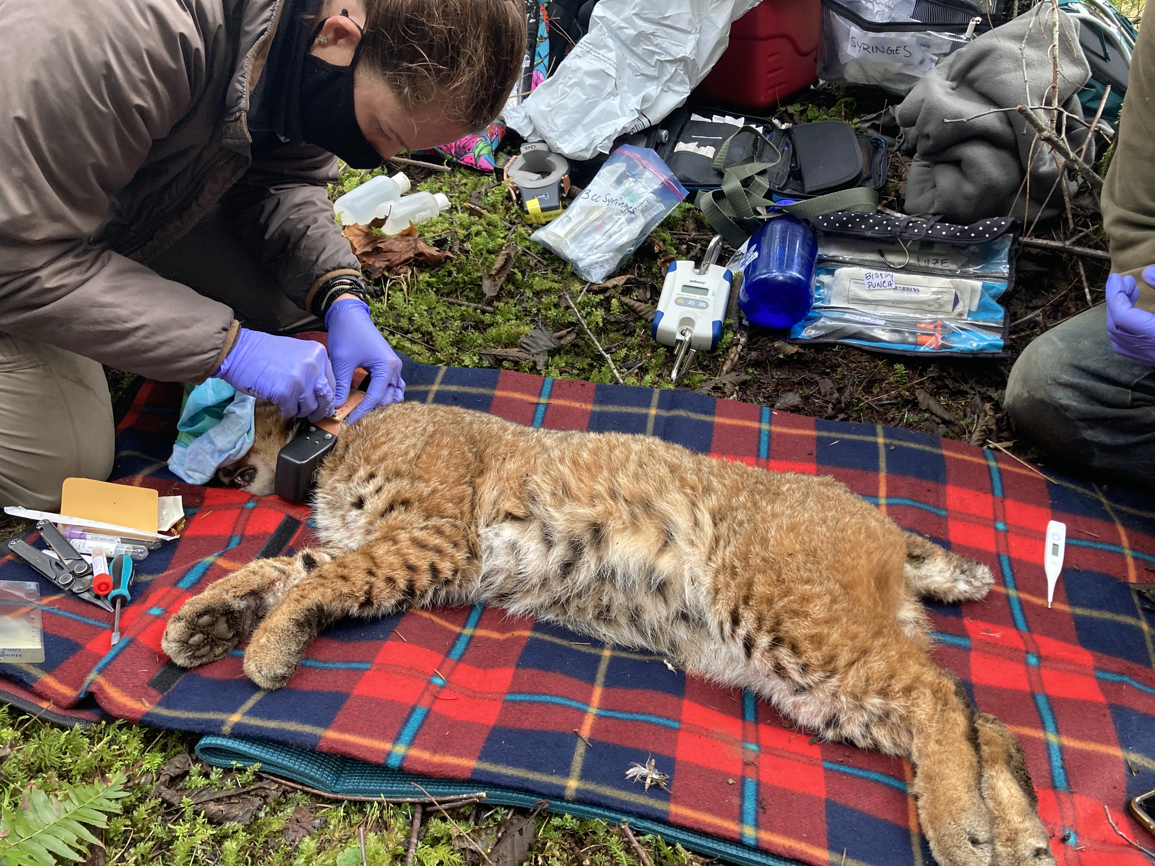 "Bobcat being collared"