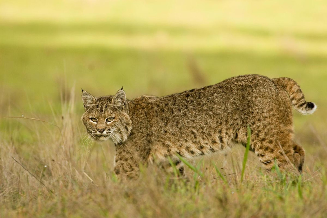 Bobcat 3