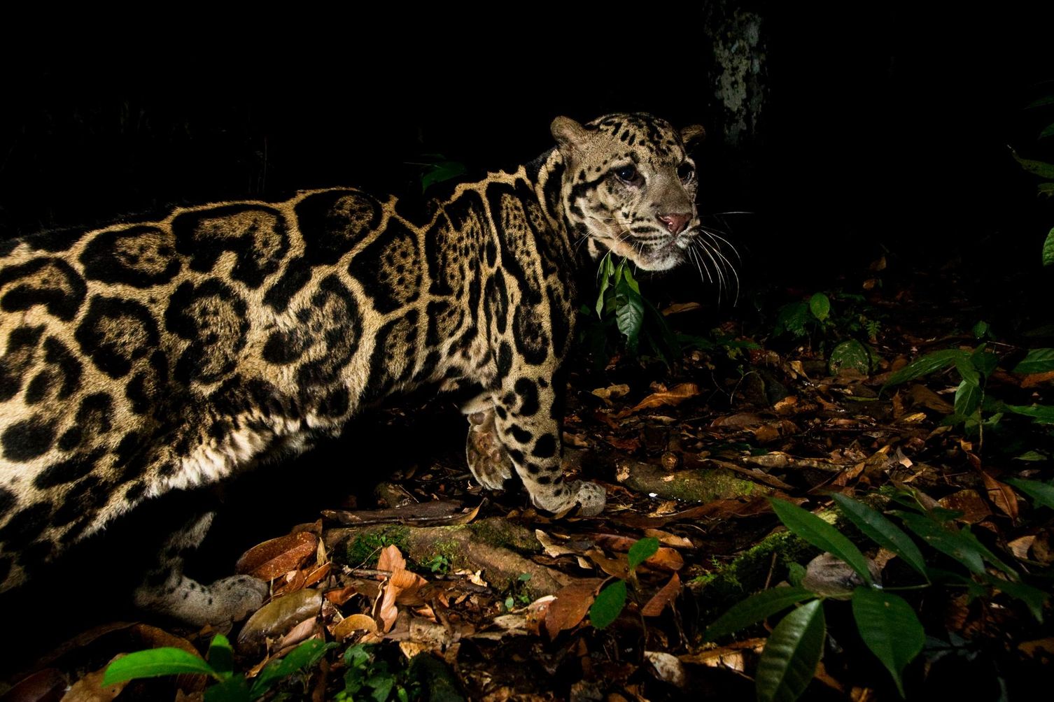 Clouded leopard