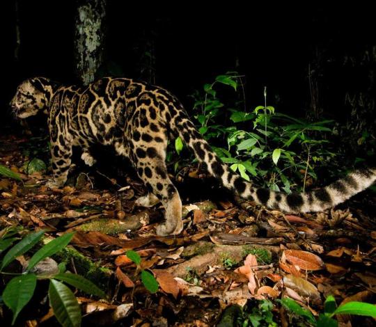 Clouded leopard