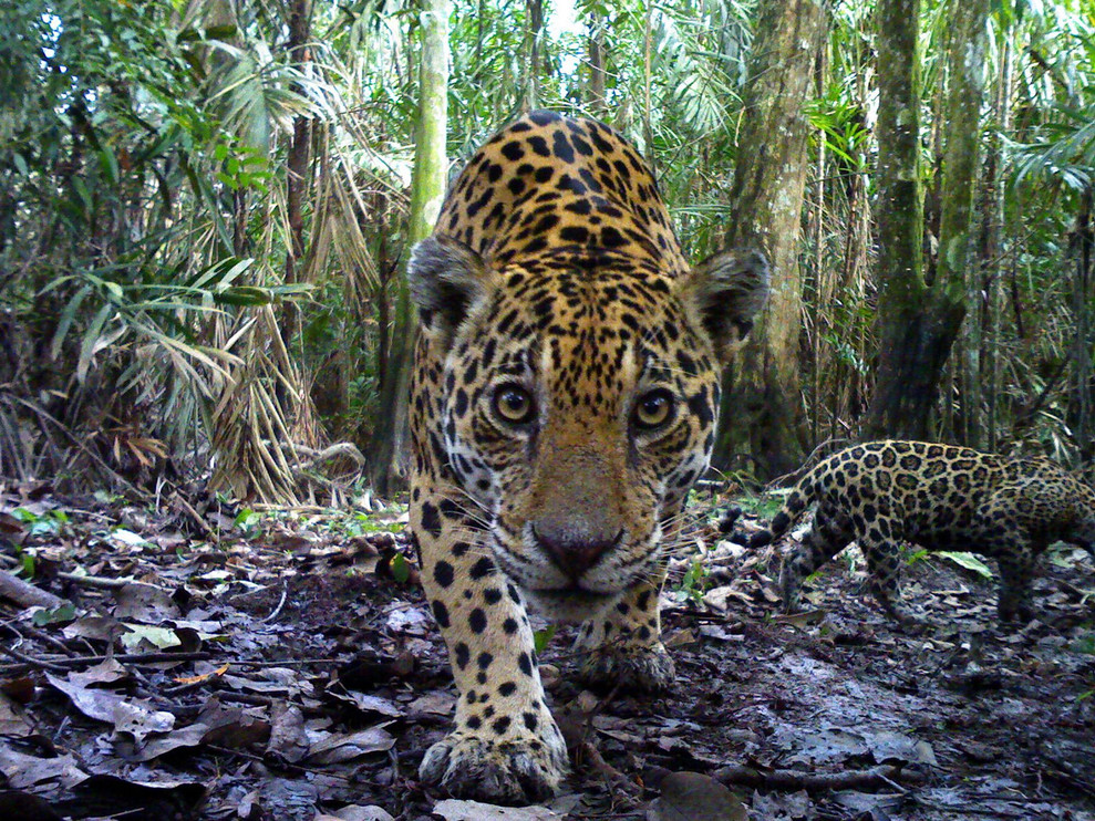 Jaguar mother and cub