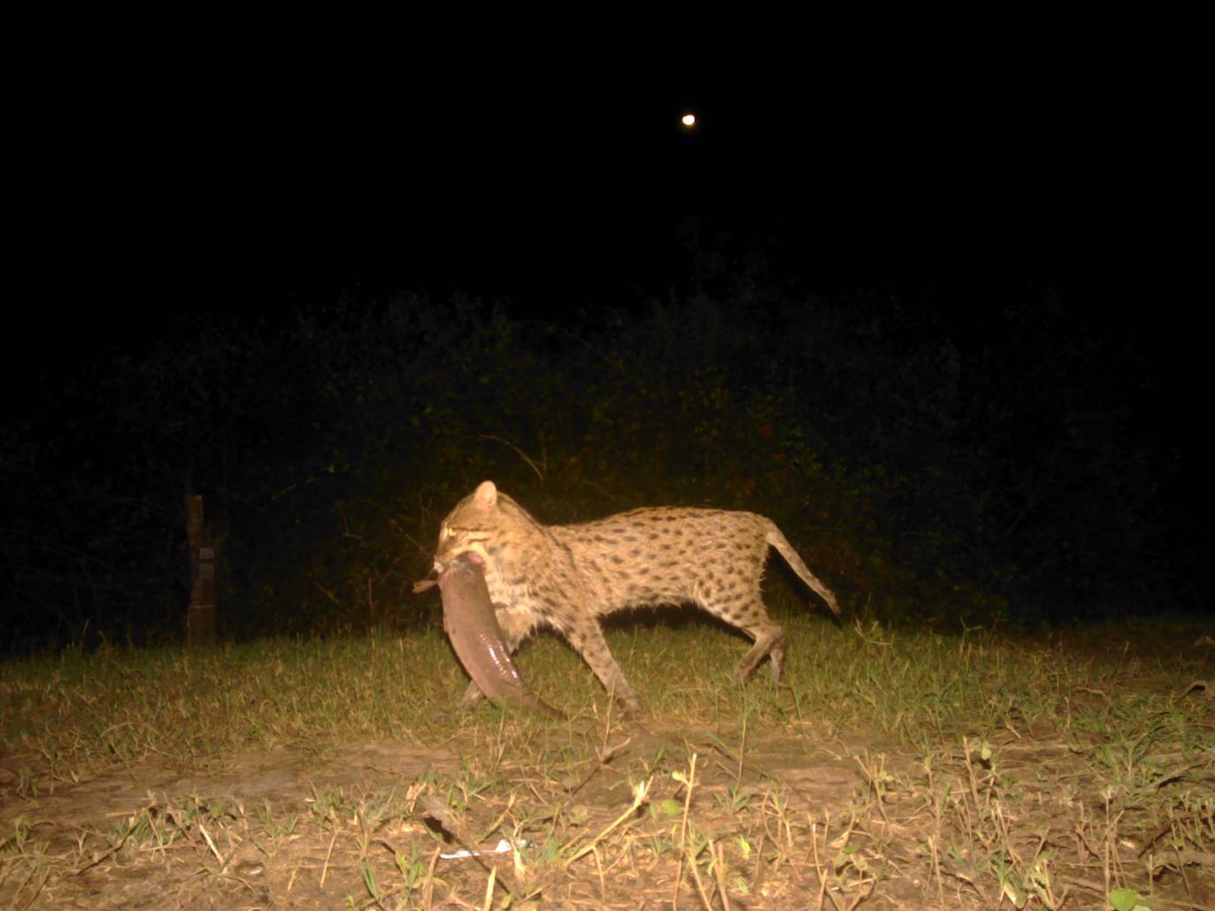 Fishing cat with fish in mouth