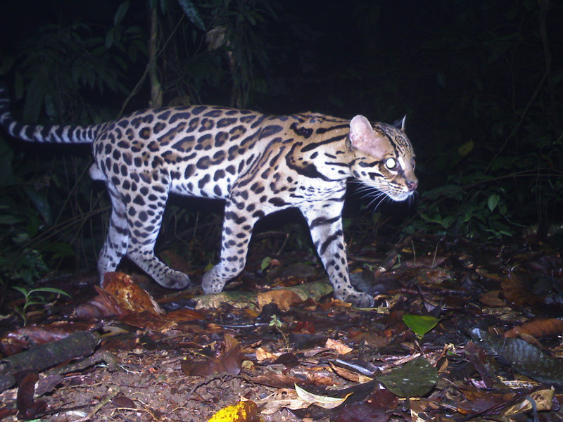 Ocelot camera trap 5