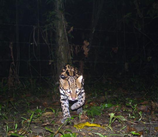 Ocelot on remote camera