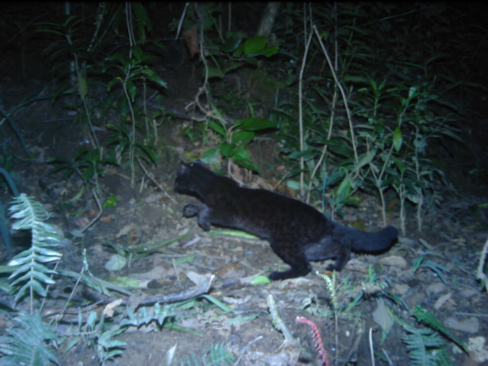 Melanistic oncilla