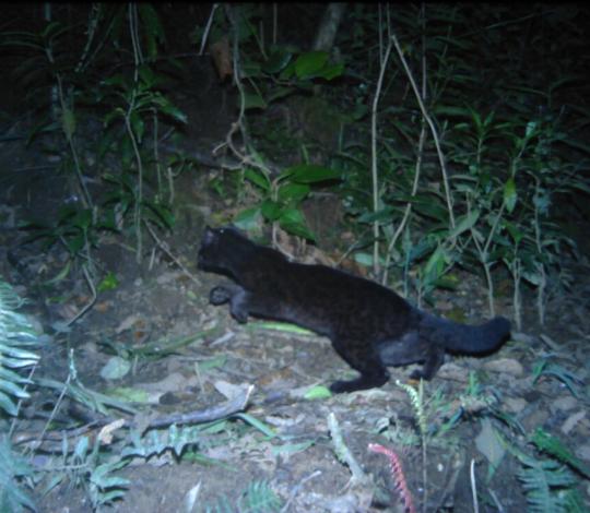 Melanistic oncilla