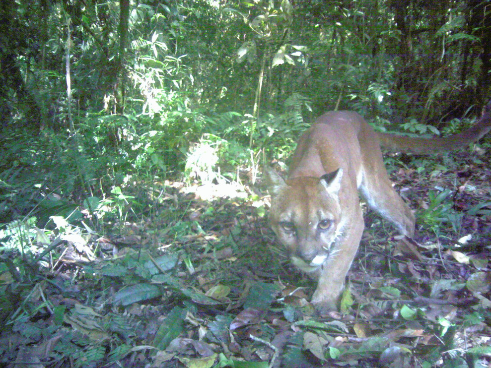 Costa Rica puma