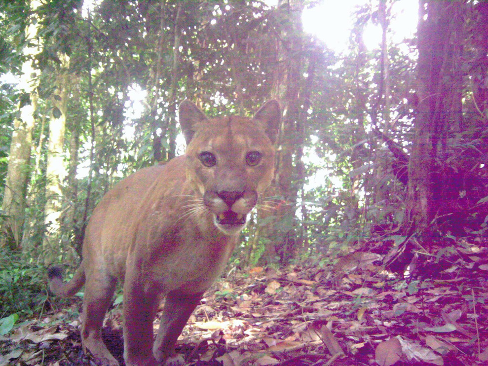 Puma in Costa Rica