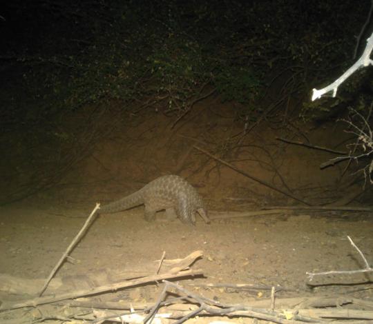 Giant pangolin